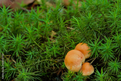 Moss-covered yellow mushrooms in the middle of the forest