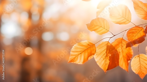 Gros plan sur la branche d un arbre isol   avec des feuilles orange en automne. 
