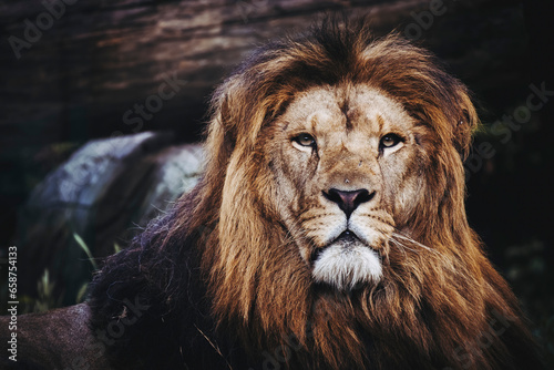 Portrait close-up d un majestueux roi lion