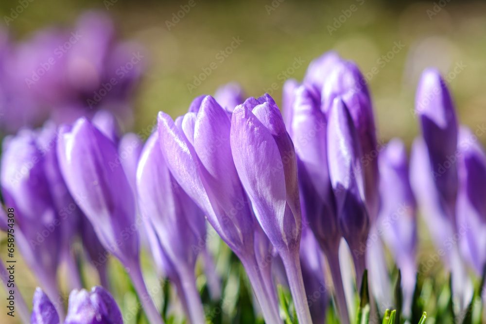Crocus spring flowers close-up move colorful Crocus spring flowers close-up move colorful