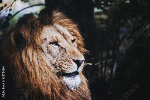 Portrait close-up d un majestueux roi lion