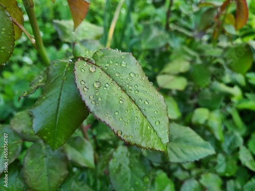 Fresh Green Leaves Adorned with Raindrop
 photo