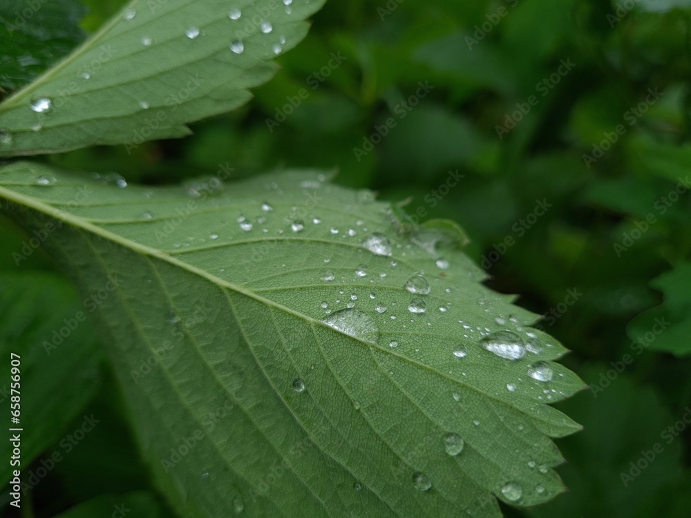Fresh Green Leaves Adorned with Raindrop
Fresh Green Leaves Adorned with Raindrop