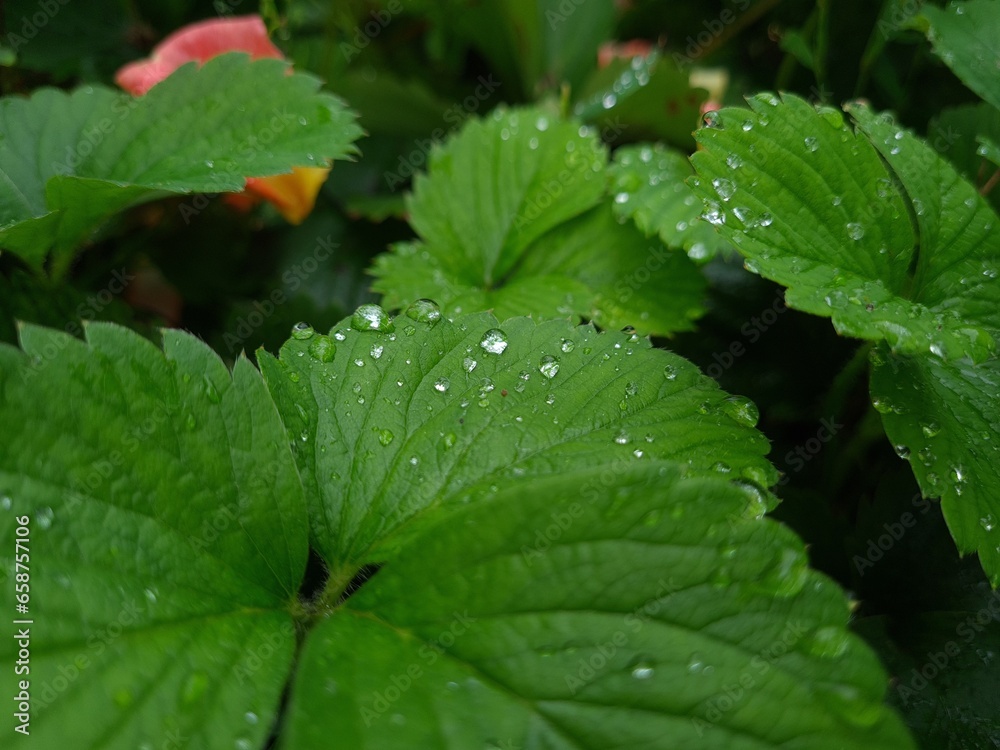 Fresh Green Leaves Adorned with Raindrop
Fresh Green Leaves Adorned with Raindrop
