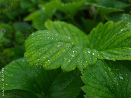 Fresh Green Leaves Adorned with Raindrop
 photo