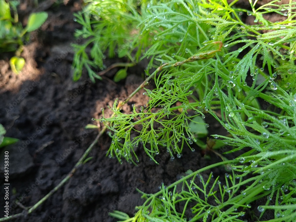 Close-Up of Fresh Green Dill Leaves - Herbal Culinary Ingredient Close-Up of Fresh Green Dill Leaves - Herbal Culinary Ingredient
