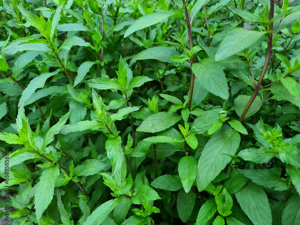 Serene Green Leaves as a Captivating Background Serene Green Leaves as a Captivating Background