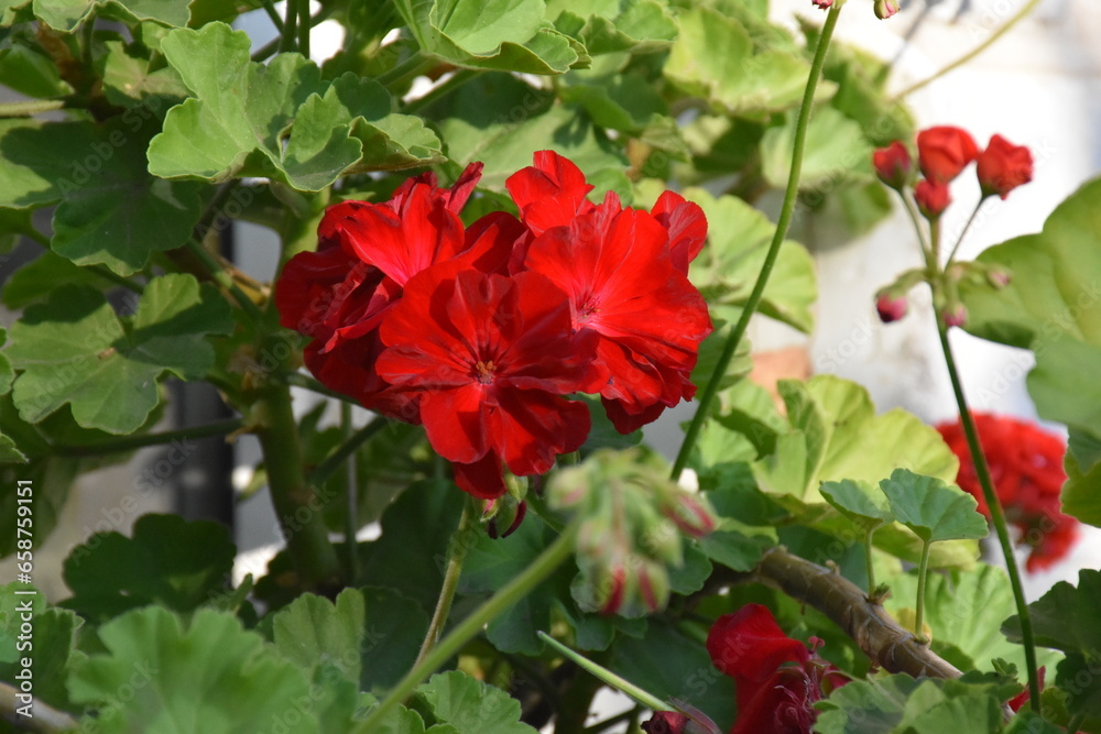 Radiant red Geraniums in Full Bloom
Radiant red Geraniums in Full Bloom