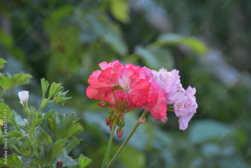 The pink garden geranium flower