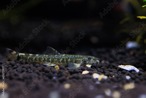 Fotografie Stone loach (Barbatula barbatula) fresh water ray-finned fish