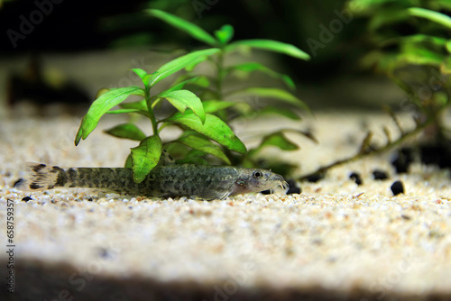 Stone loach (Barbatula barbatula) fresh water ray-finned fish photo