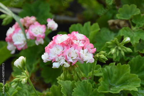 Fototapeta Naklejka Na Ścianę i Meble -  The pink garden geranium flower