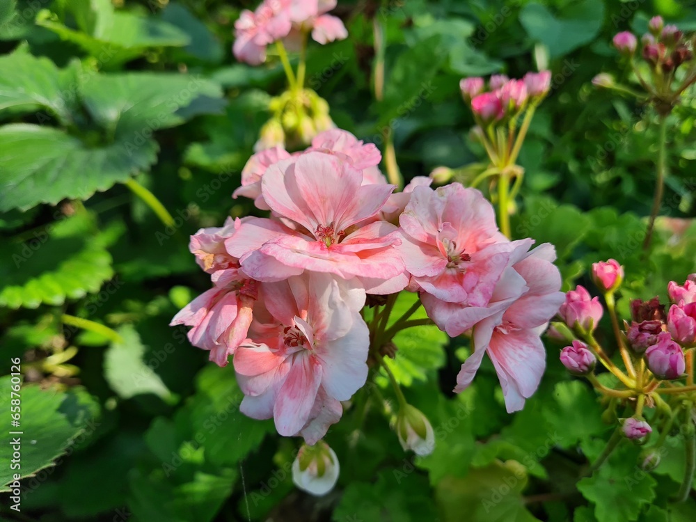 The pink garden geranium flower The pink garden geranium flower
