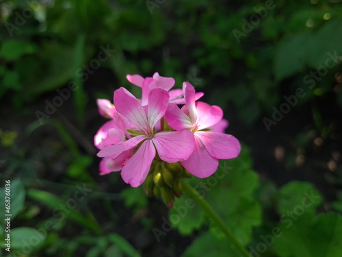 The pink garden geranium flower