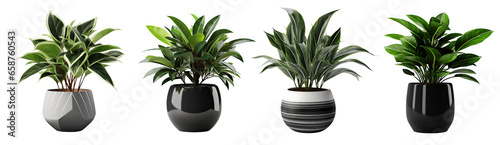 Collection of potted indoor houseplants in black decorated pots, isolated on a transparent background. PNG, cutout, or clipping path 