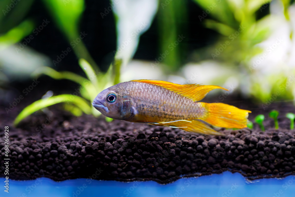 Cockatoo dwarf cichlid fish - Apistogramma cacatuoides Cockatoo dwarf cichlid fish - Apistogramma cacatuoides