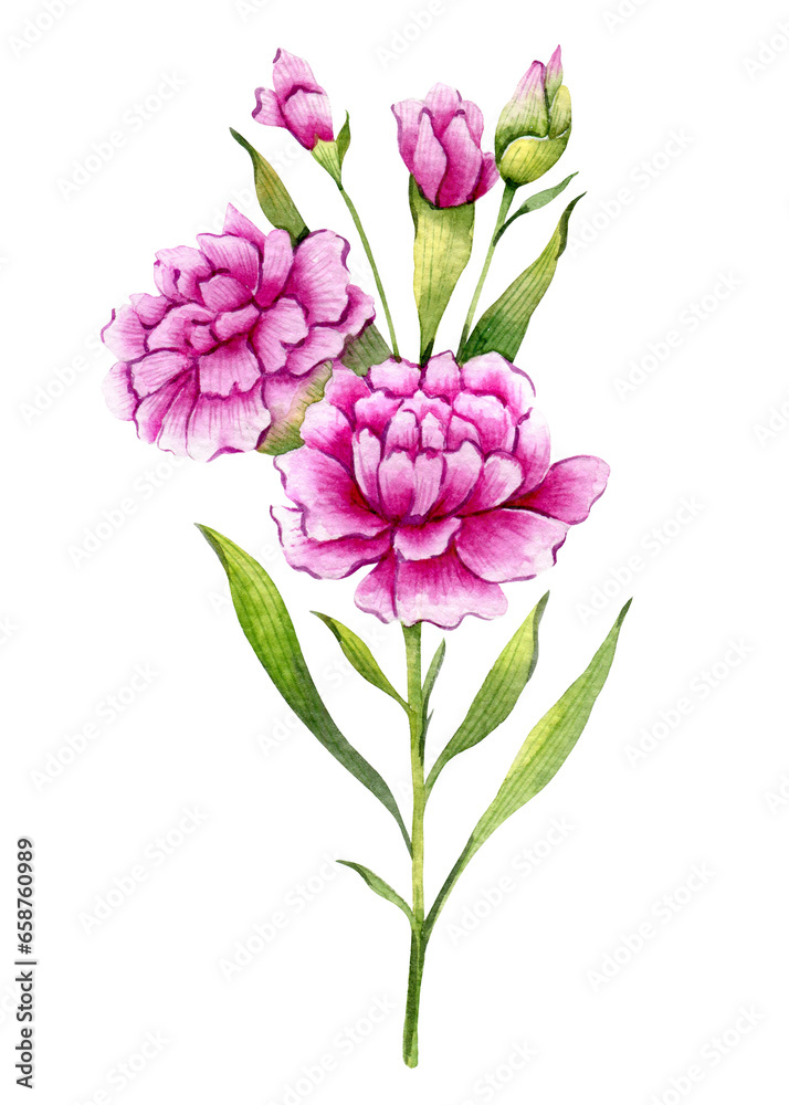 Carnation Watercolor Illustration. Carnation flower isolated on white. January Birth Month Flower. Carnation Hand painted watercolor botanical illustration.
