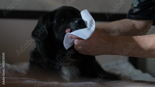 A woman wipes the mouth of a dog with increased salivation with a napkin, close-up