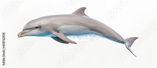 Foto Captive bottlenose dolphin with head above water