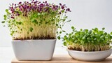 microgreens sprouts - healthy and fresh food