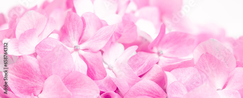 Pink flowers close up. Bouquet of purple flowers. City flower beds, a beautiful and well-groomed garden with flowering bushes.