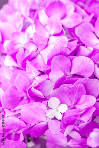 Fototapeta Naklejka Na Ścianę i Meble -  Lilac flowers close up. Bouquet of purple flowers. City flower beds, a beautiful and well-groomed garden with flowering bushes.