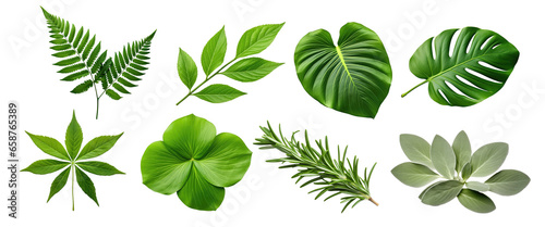 Natural of Tropical green leaves of leaf isolated on transparent png background, varies different of plant botanical.
