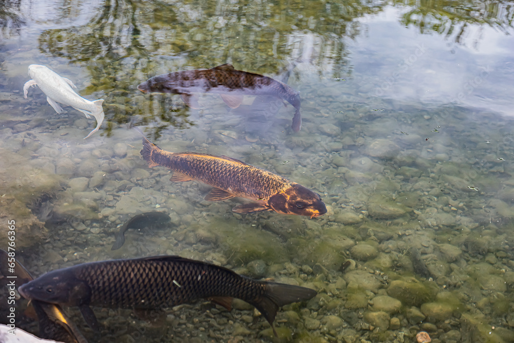 fish in the water fish in the water
