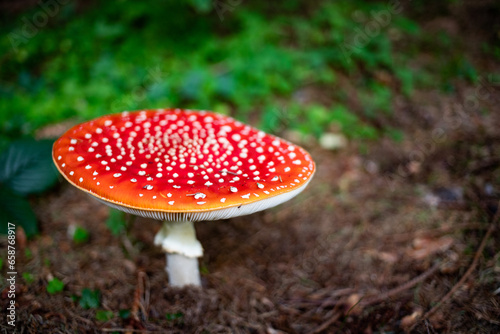 red mushroom in autumn forest