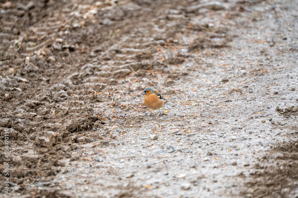 a male chaffinch (Fringilla coelebs) searching for food on a muddy track