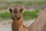 Close-up of a camel's face in the steppes of Kazakhstan