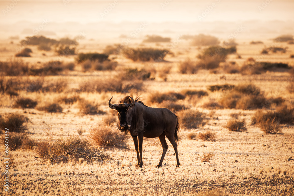 On a foggy morning, a blue wildebeest (Connochaetes taurinus) looking straight at camera in the Namib-Naukluft National Park, Namibia. Also known as brindled gnu, they are remarkably agile antelopes.