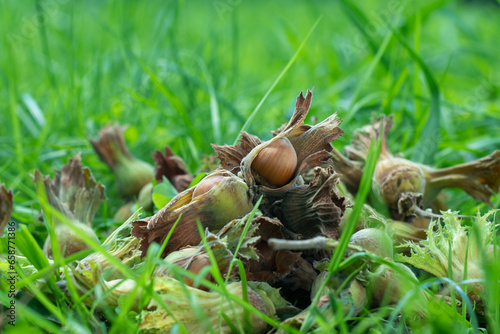 fresh hazelnut food for industry in the garden