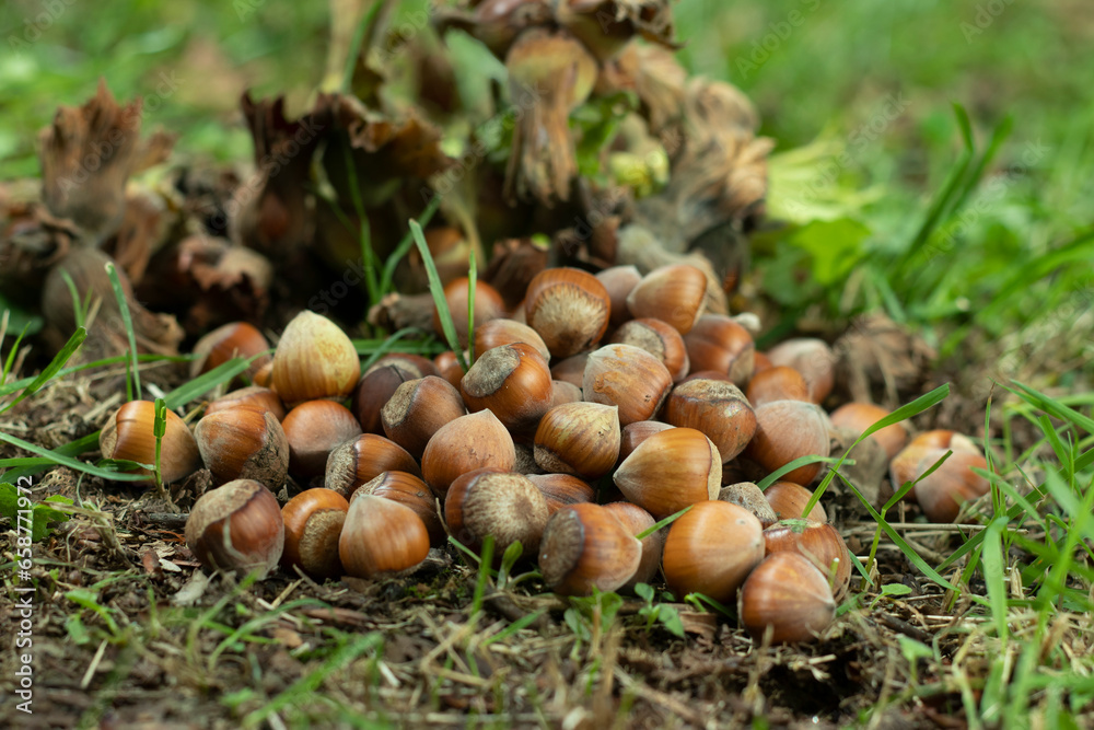 fresh hazelnut food for industry in the garden fresh hazelnut food for industry in the garden