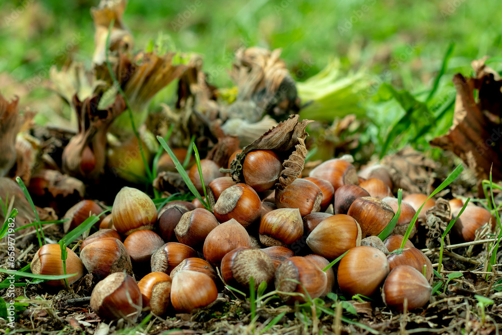 fresh hazelnut food for industry in the garden fresh hazelnut food for industry in the garden