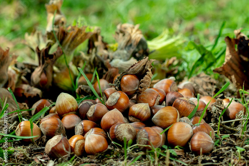 fresh hazelnut food for industry in the garden