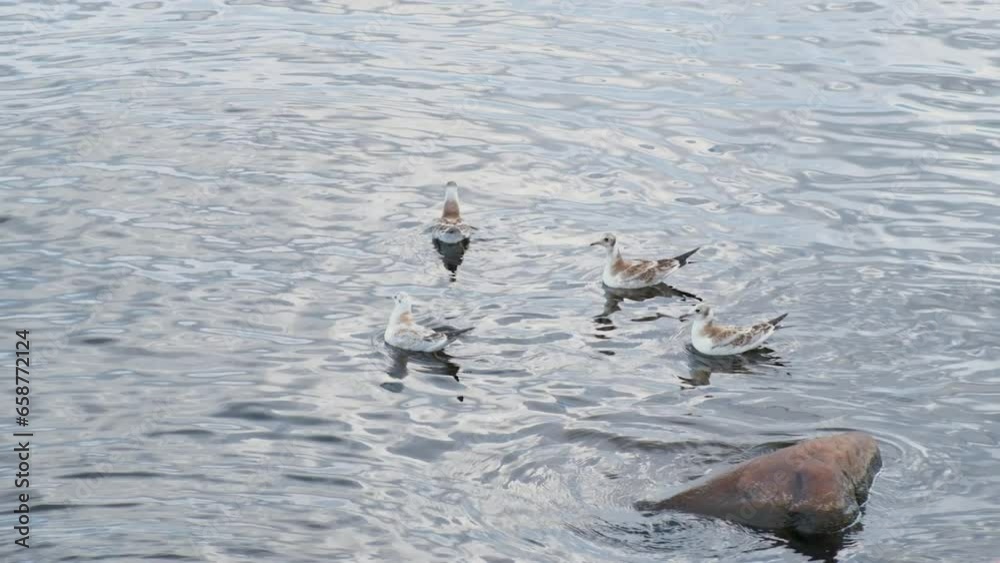 seagulls swim in beautiful northern lake with muddy water seagulls swim in beautiful northern lake with muddy water