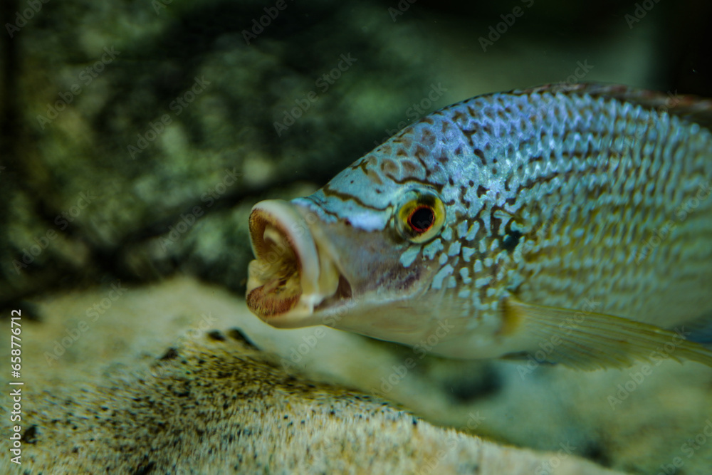 A fish in an aquarium A fish in an aquarium