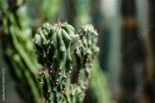 A cactus in a palmhouse photo