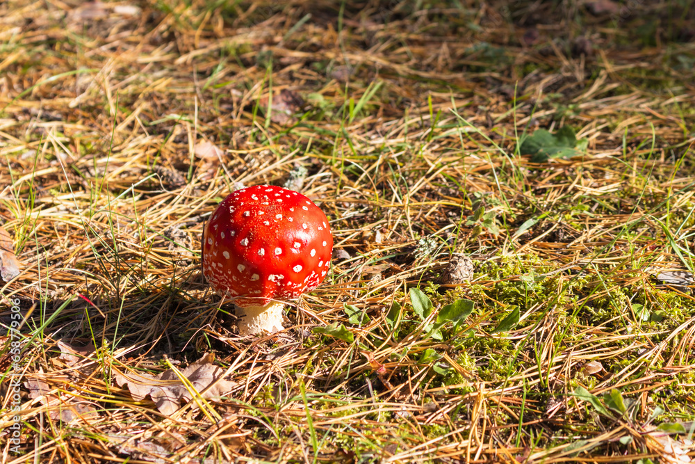 Little toadstool mushrooms growing in autumn forest. Autumn season. Red fly agaric. Amanita muscaria. Little toadstool mushrooms growing in autumn forest. Autumn season. Red fly agaric. Amanita muscaria.