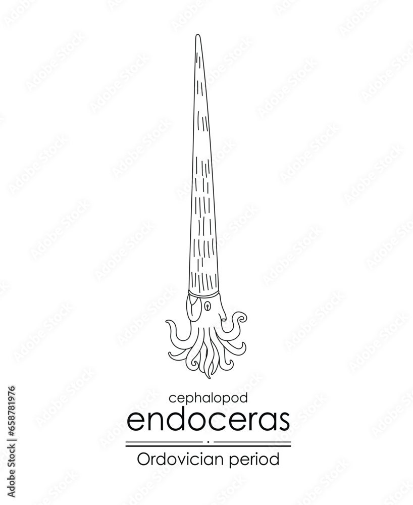 Endoceras, an Ordovician period cephalopod, is well-suited for both coloring and educational purposes in a black and white line art illustration