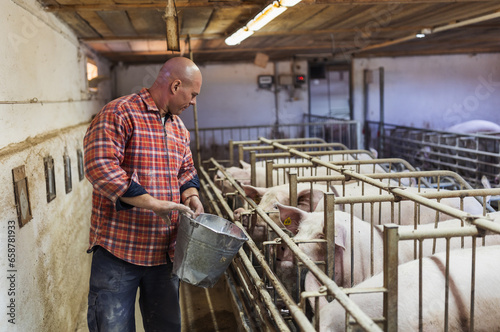 Farmer feeding pigs on ranch