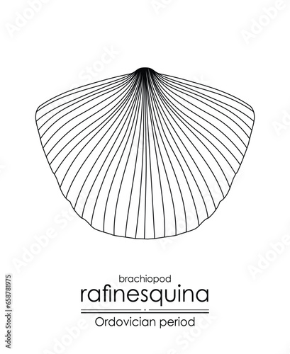 Rafinesquina, an Ordovician period brachiopod, is well-suited for both coloring and educational purposes in a black and white line art illustration