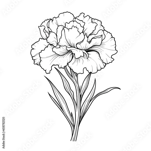 Hand Drawn Sketch Carnation Flower Illustration 