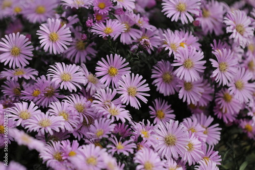 flowers on the street 