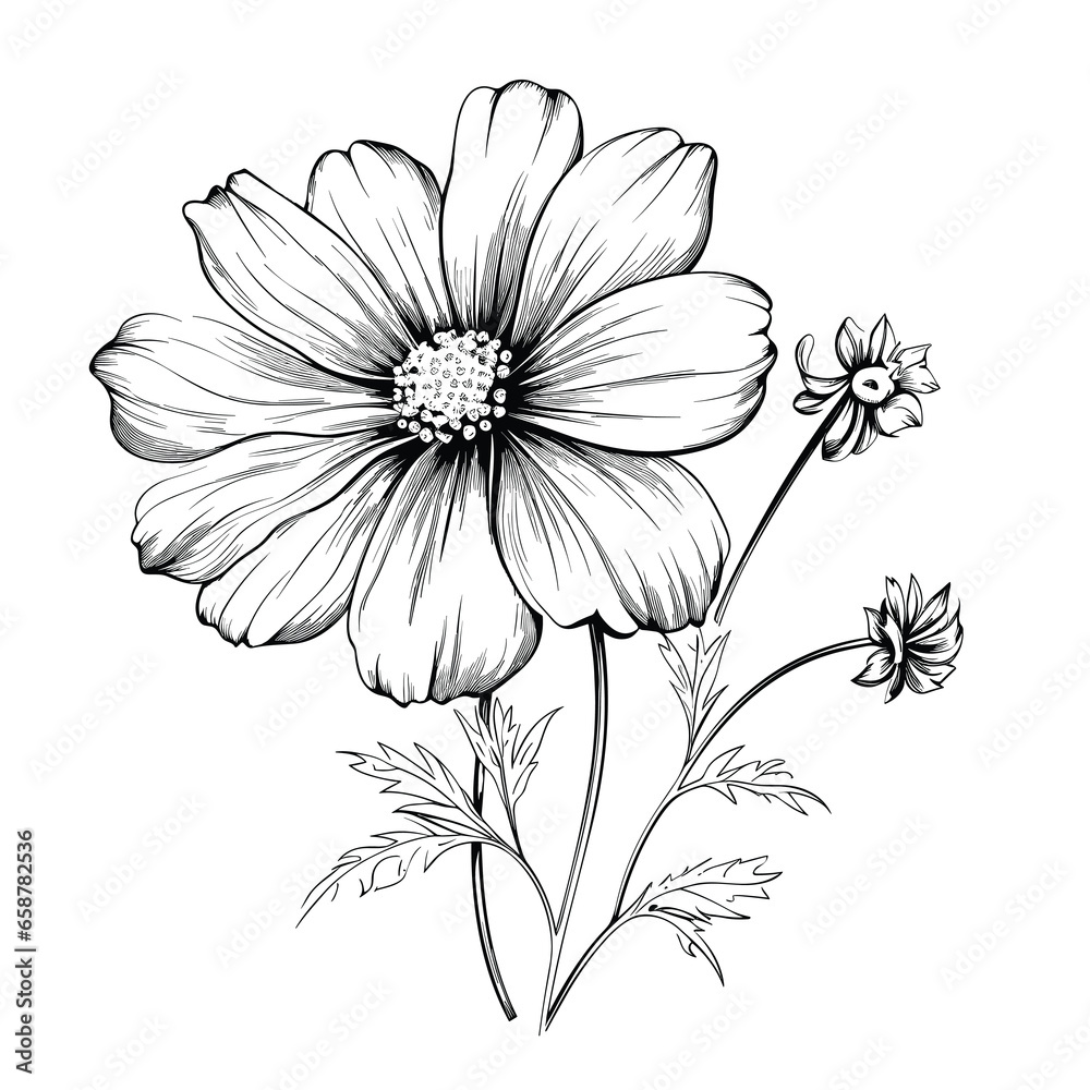 Hand Drawn Sketch Cosmos Flower Illustration
Hand Drawn Sketch Cosmos Flower Illustration