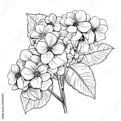 Hand Drawn Sketch Hydrangea Flower Illustration 