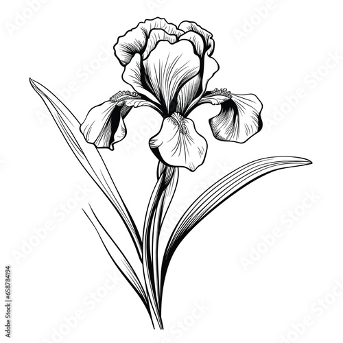 Hand Drawn Sketch Iris Flower Illustration 