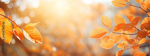 Autumn leaves on the sun. Fall blurred background.