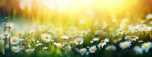 Beautiful daisies on a meadow lit by sun rays, field of beautiful flowers